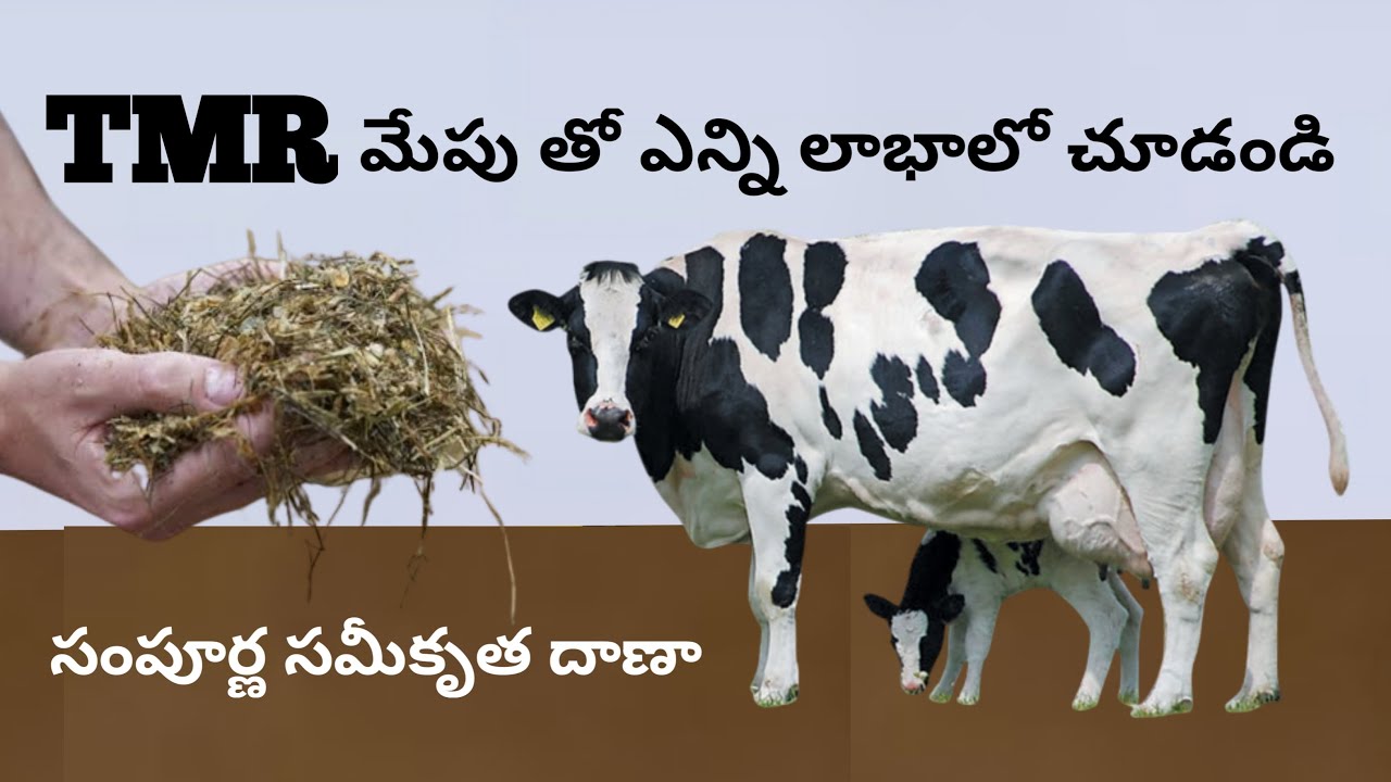 TMR preparation | Total Mixed Ration | complete feed for cows and Buffaloes