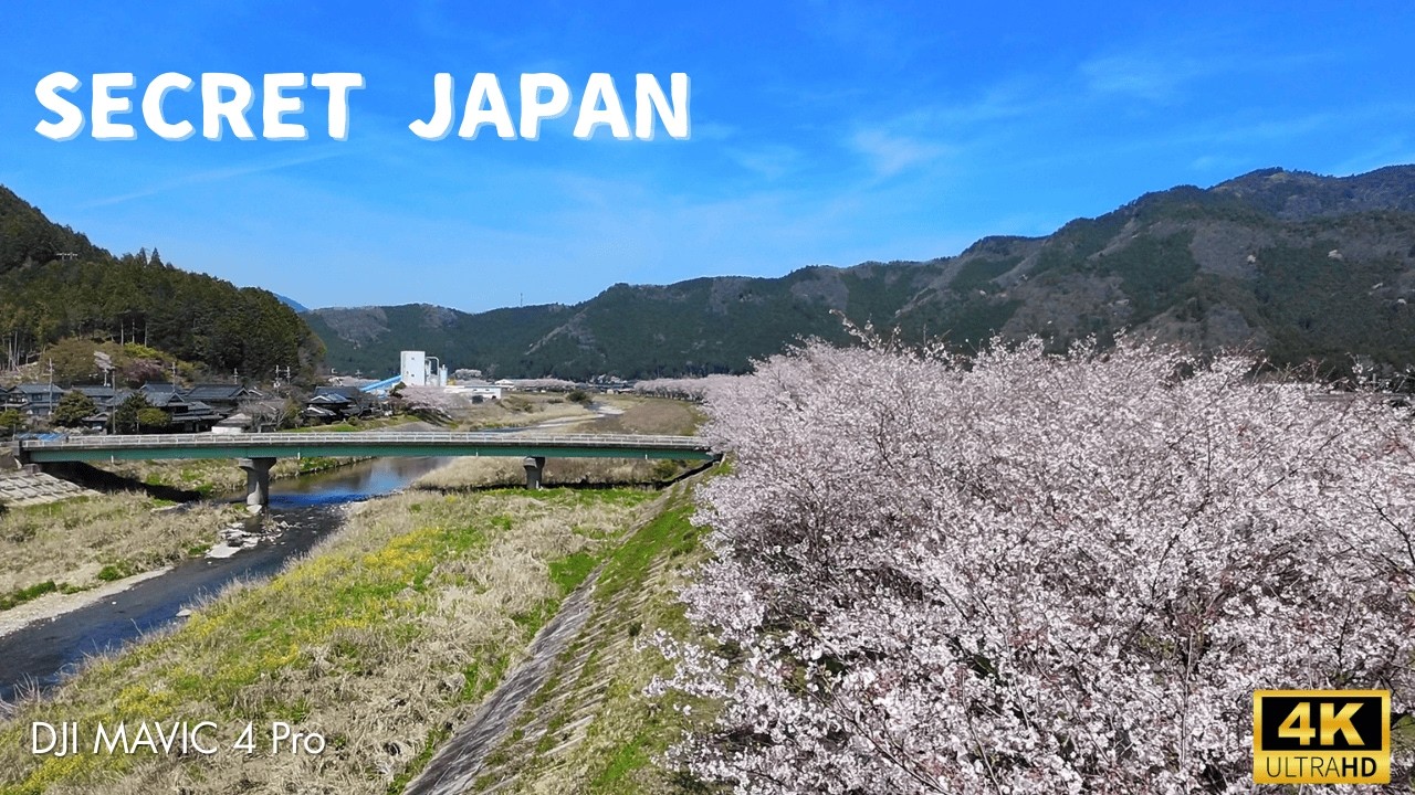 【4K空撮】2026年行くべき桜の穴場スポット。兵庫・加古川桜堤の絶景ドローン散歩