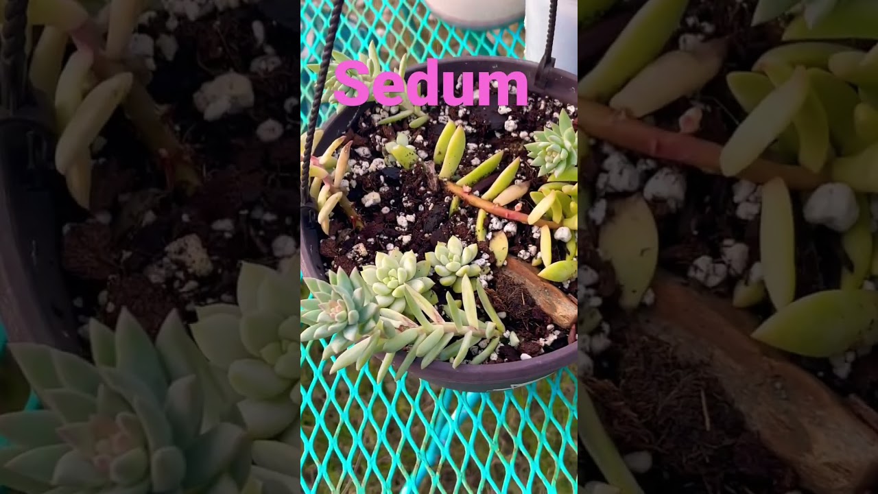 SEDUM SEDIFORME |variedades de sedums #2022 #sedum