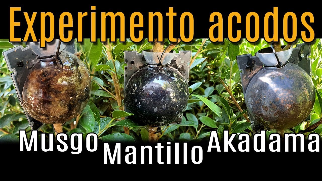 Experimento acodos - Musgo vs Mantillo vs Akadama