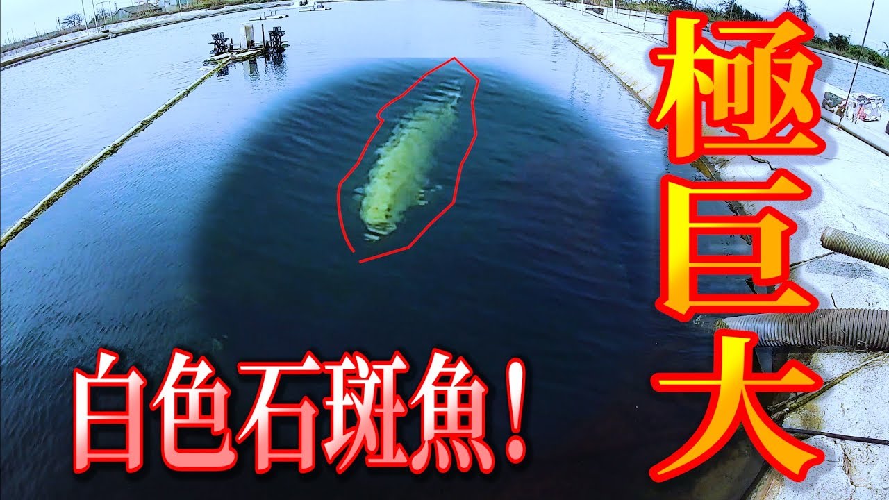 小心掉下去會被魚吃掉，然後就真的摔下去了...(永豐養殖場 白化石斑 龍膽石斑)