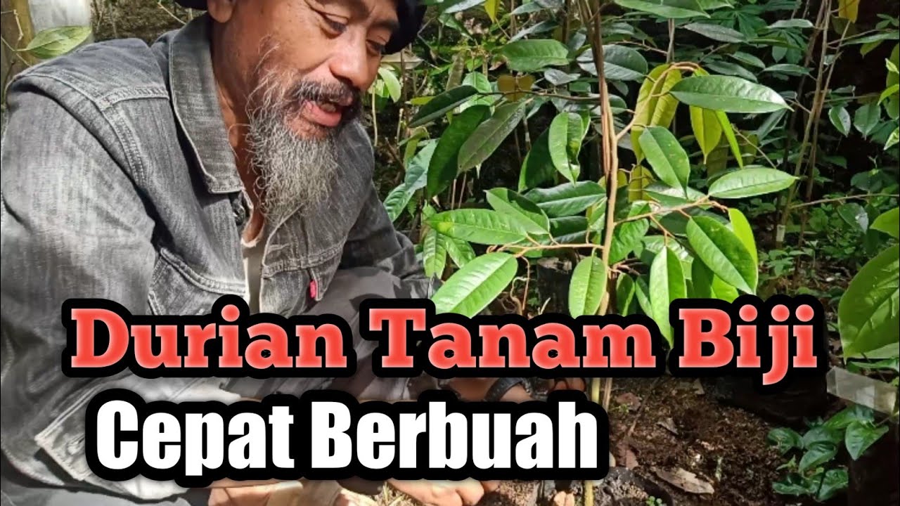 PERBANYAKAN POHON DURIAN DARI BIJI AGAR CEPAT BERBUAH. #durianmerah