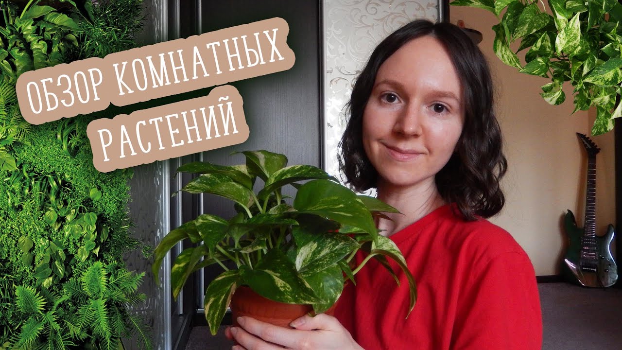 Весенний обзор комнатных растений + Обзор деревянного стеллажа
