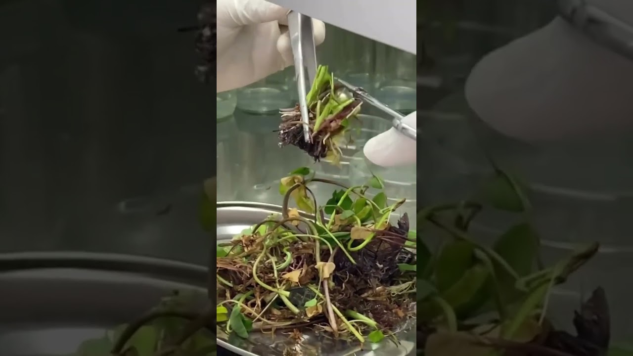 Tissue culture #growthrevolution #tissueculture #growthup #laboratory
