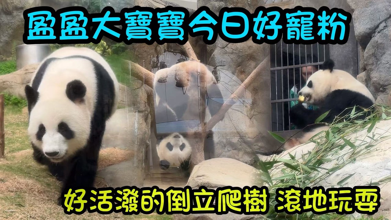 3月17日  盈盈好活潑，metime時間賣力營業，在粉絲面前寵粉滾地#大熊貓加加得得 #香港大熊貓  #大熊貓家姐細佬