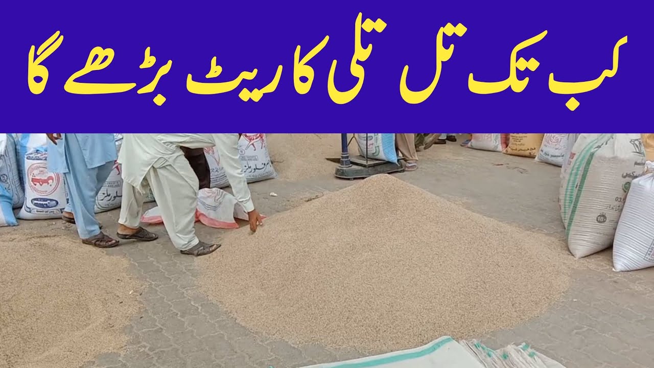 Sesame price today Punjab|Till rate|Tili price today Pakistan Sesame and Tili price