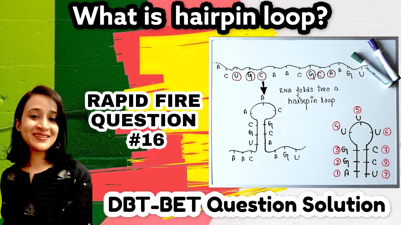 Hairpin loop | Stem loop | DBT BET JRF question solution | Rapid fire 16