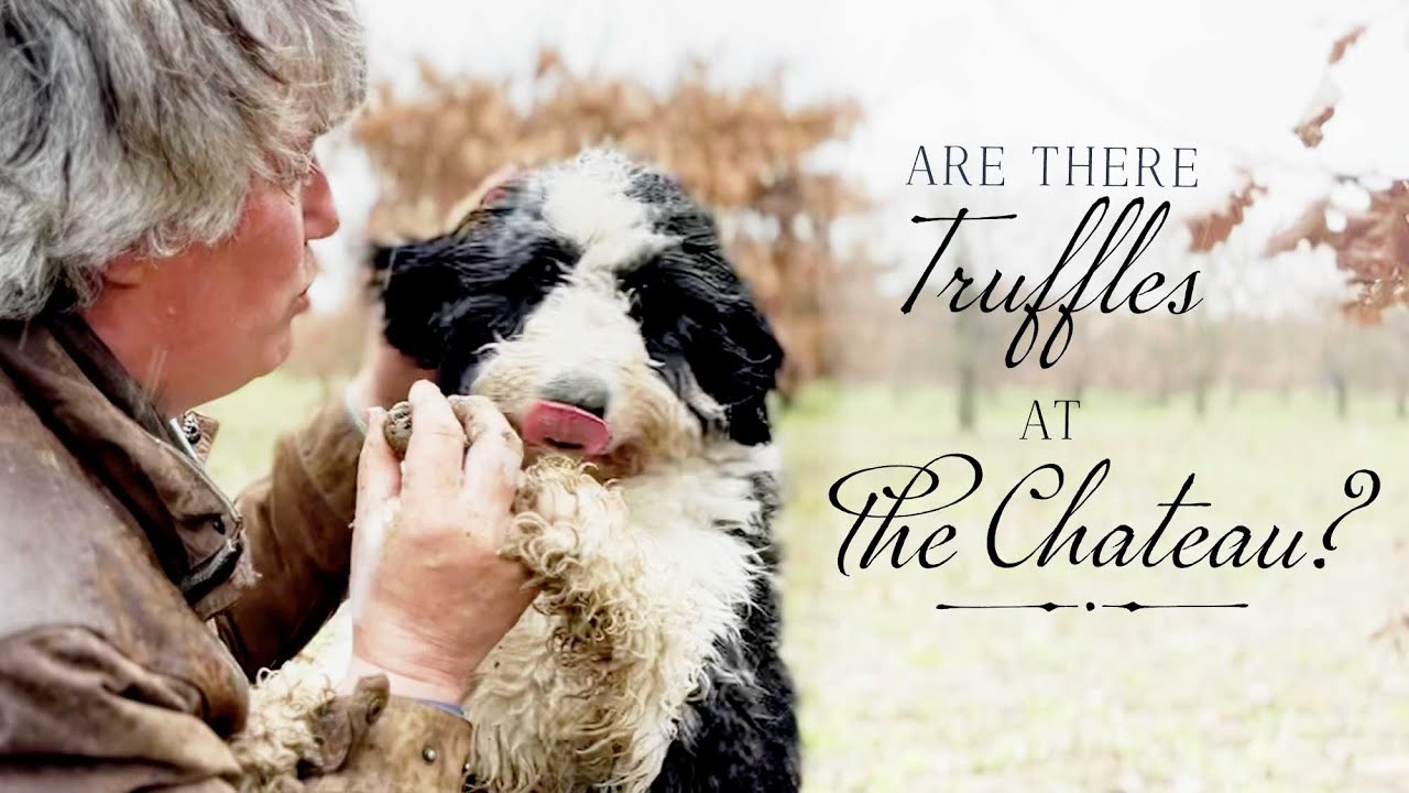 Who let the dogs out! Truffle hunting at the Château?