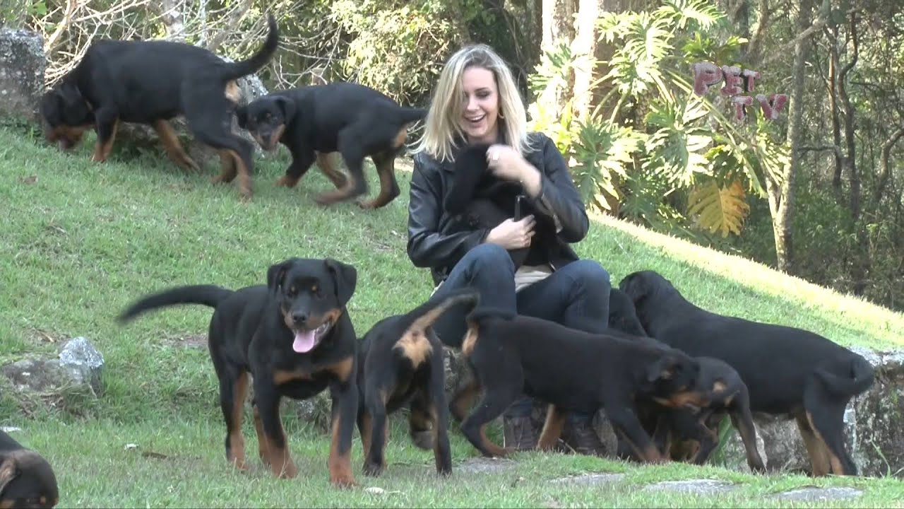 PROGRAMA PET TV - 01 - RAÇA ROTTWEILER