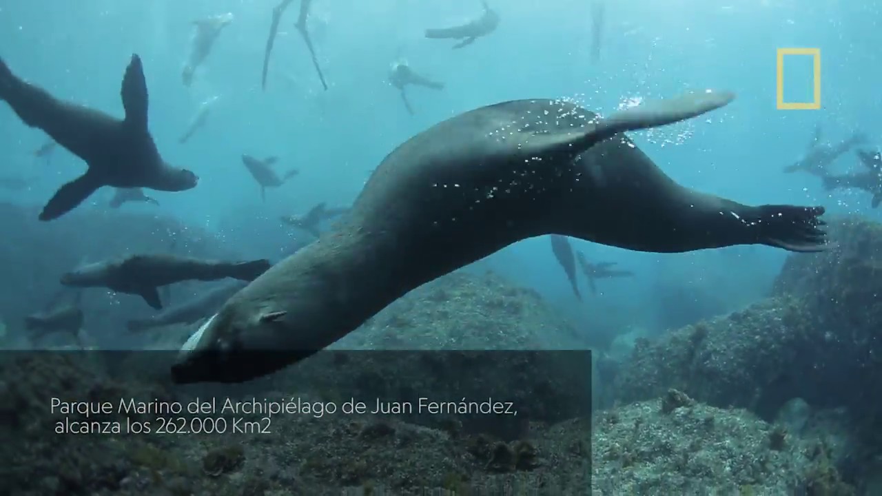 Nat Geo | Parque Marino | Archipiélago de Juan Fernández