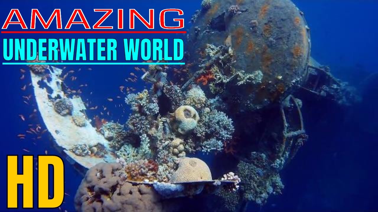 UNDERWATER WORLD HD | SCUBA DIVING | BEAUTIFUL NATURE VIDEO