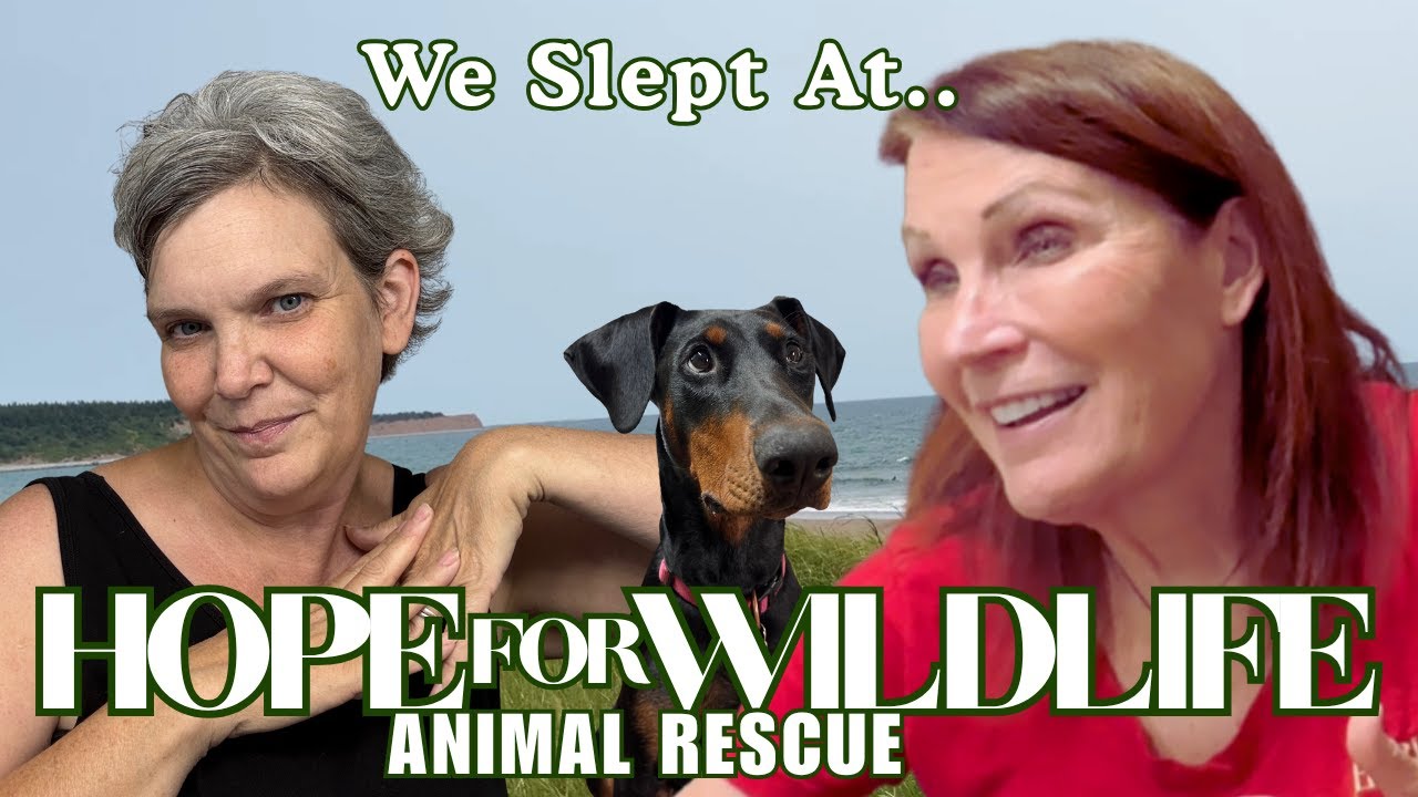Мы провели ночь в Hope for Wildlife Rescue 🦉 | Van Life Nova Scotia Adventure
