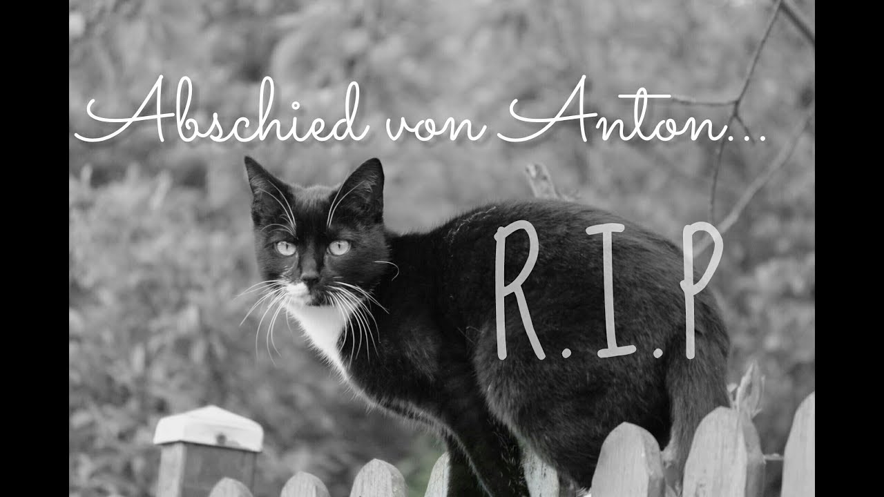 Abschied von Kater ANTON... (R.I.P)