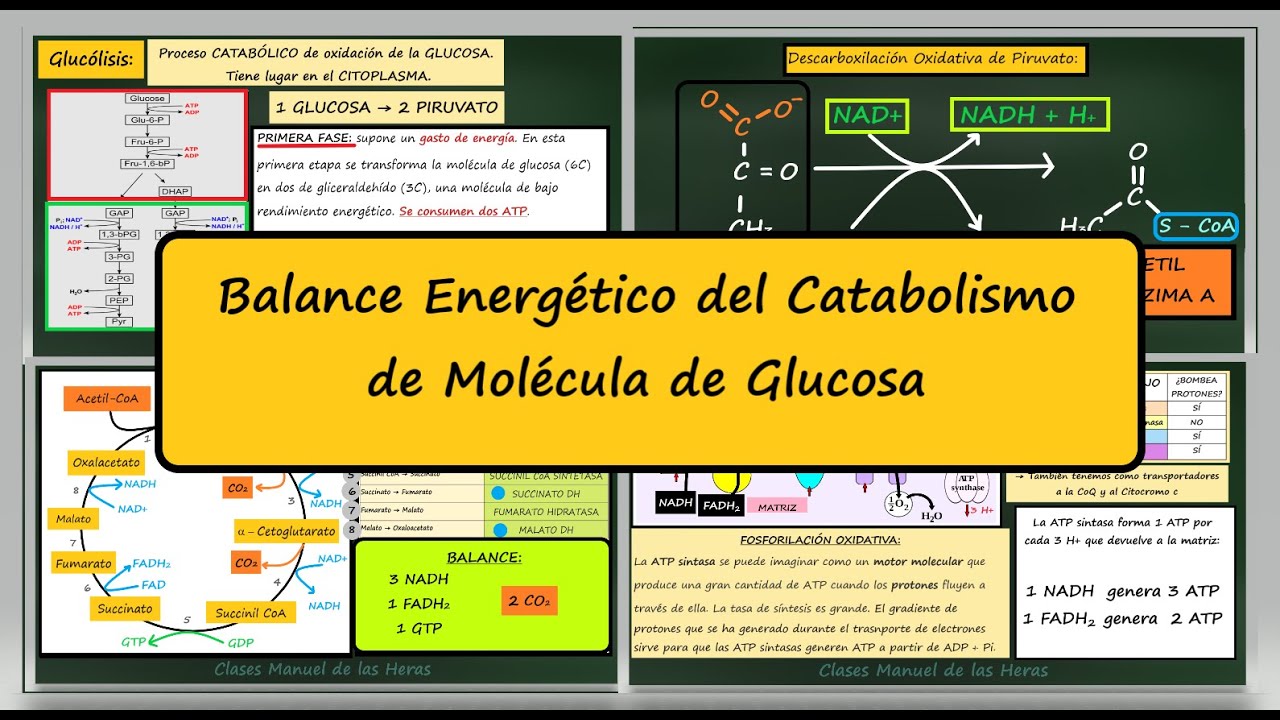 ATP y Glucosa. Rendimiento Energético de una Molécula de Glucosa. Balance Respiración Celular.