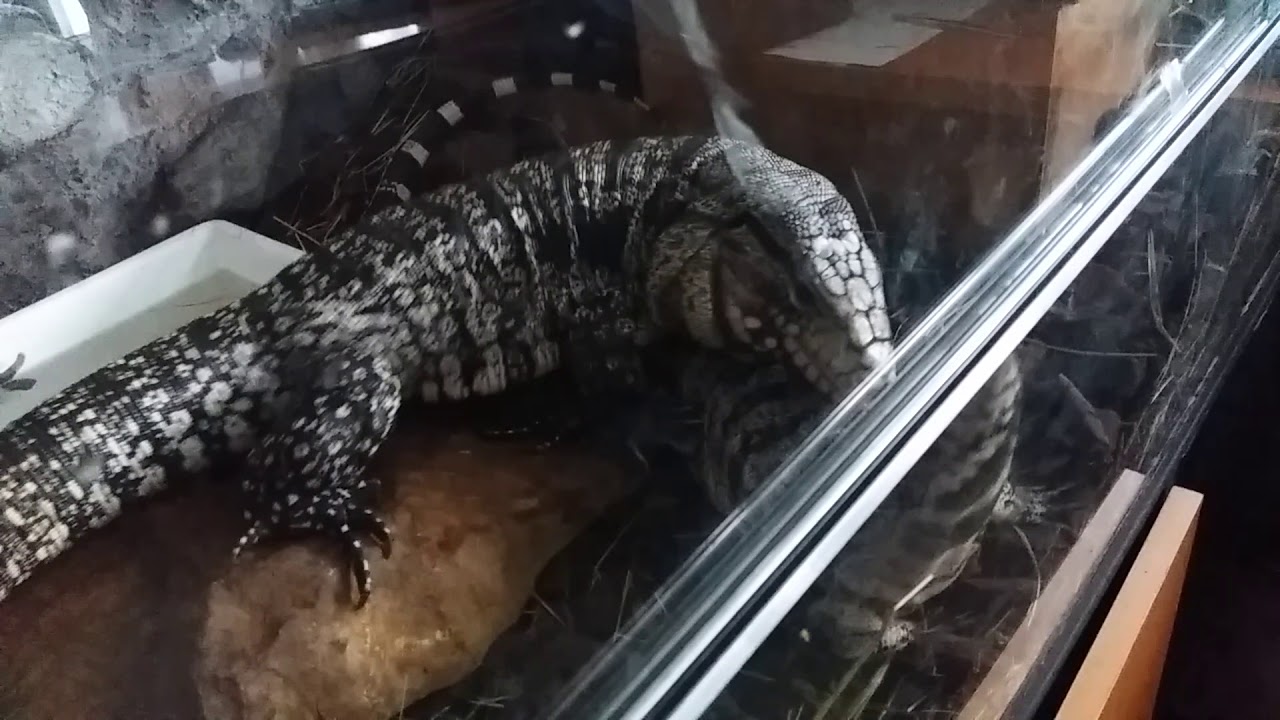 Tegu male Eugen makes a pass at another female