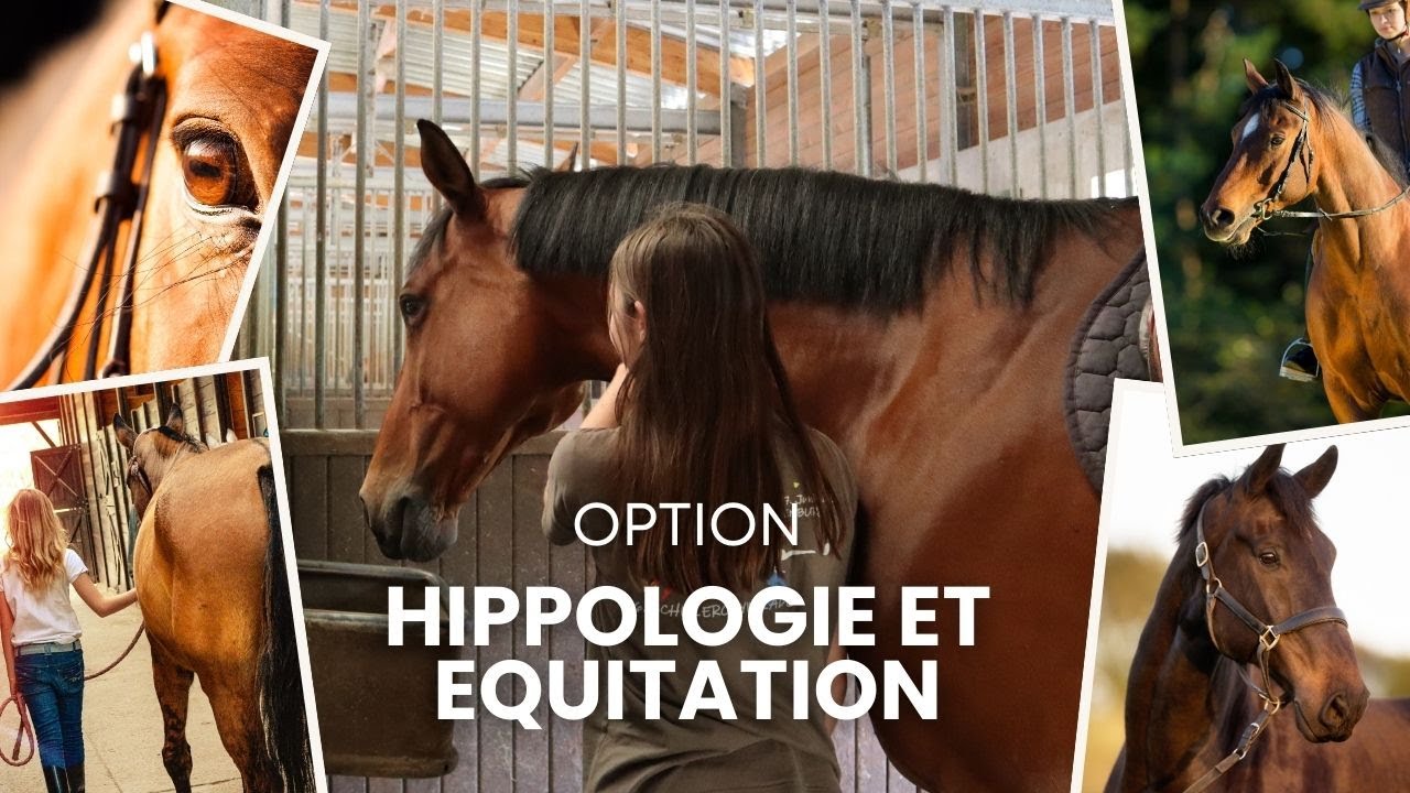 Option Hippologie et Equitation - Montmorot Campus