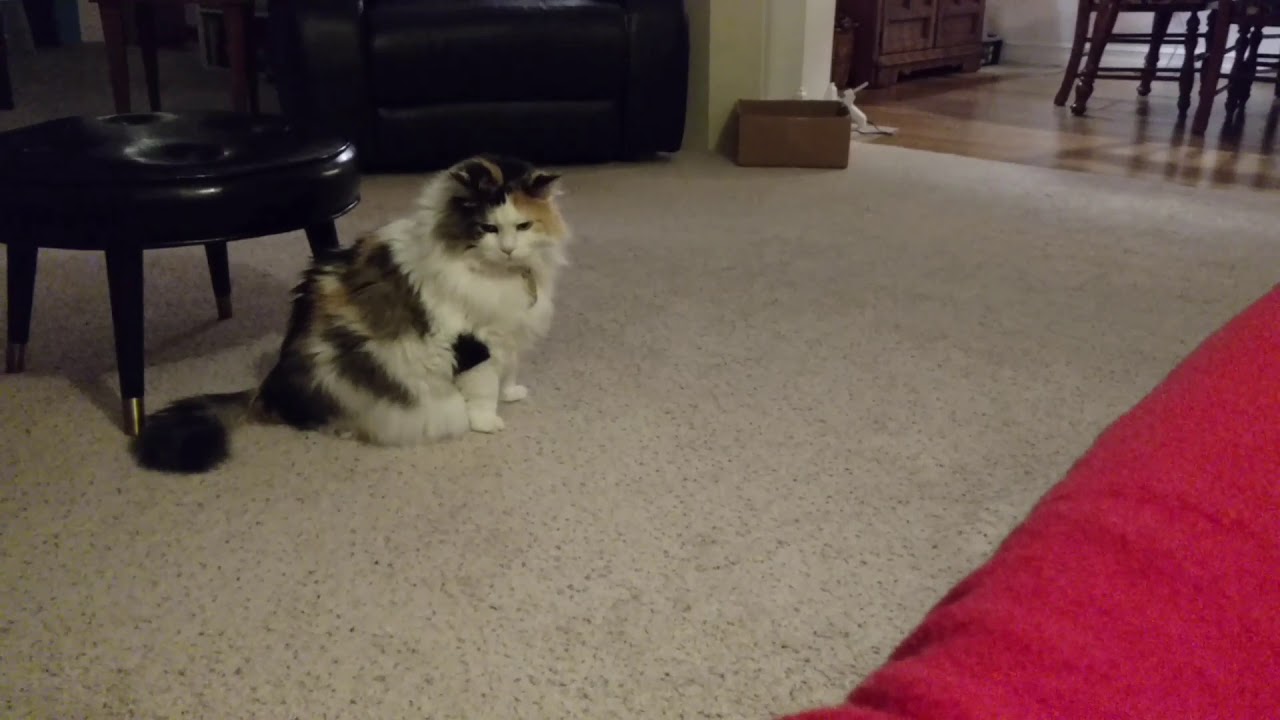 Cat obeys command in box