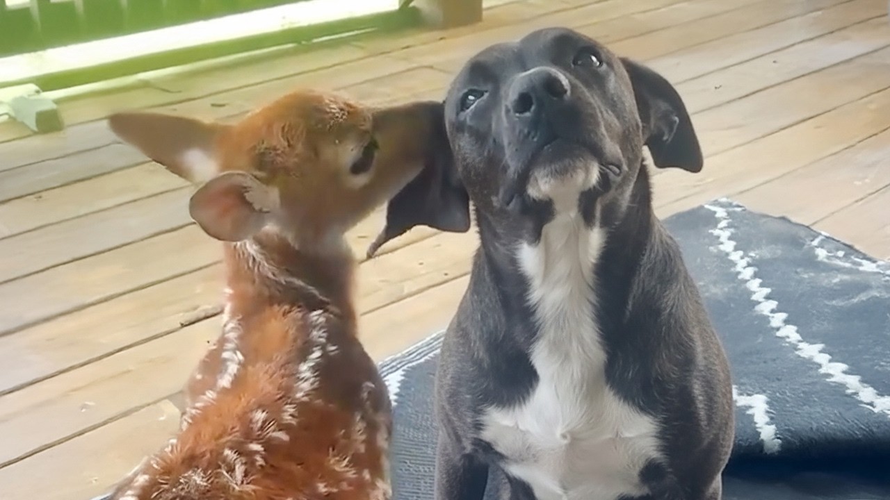 The Most Polite Dog Encounters with Baby Animals 🤣 Funniest Animals Video