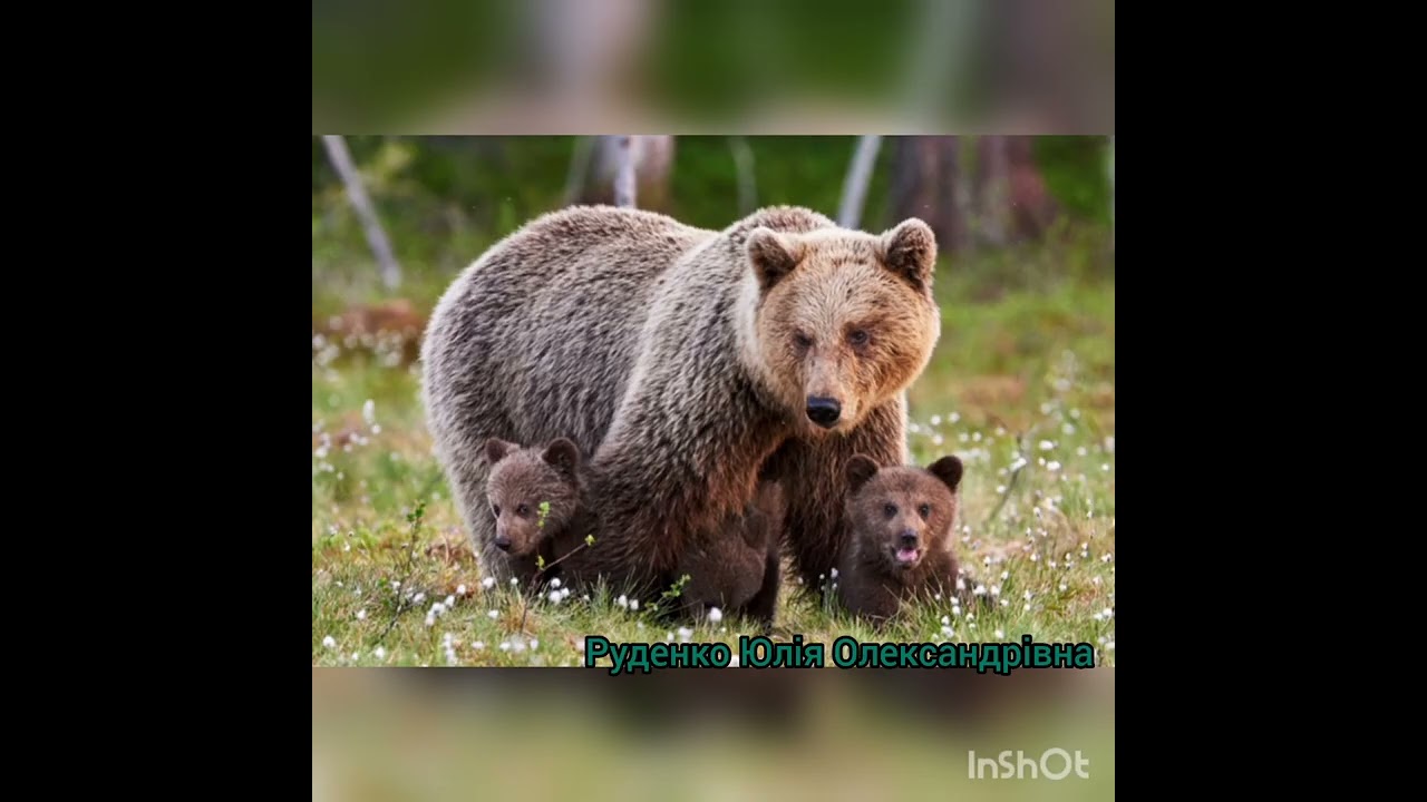 Довкілля 
