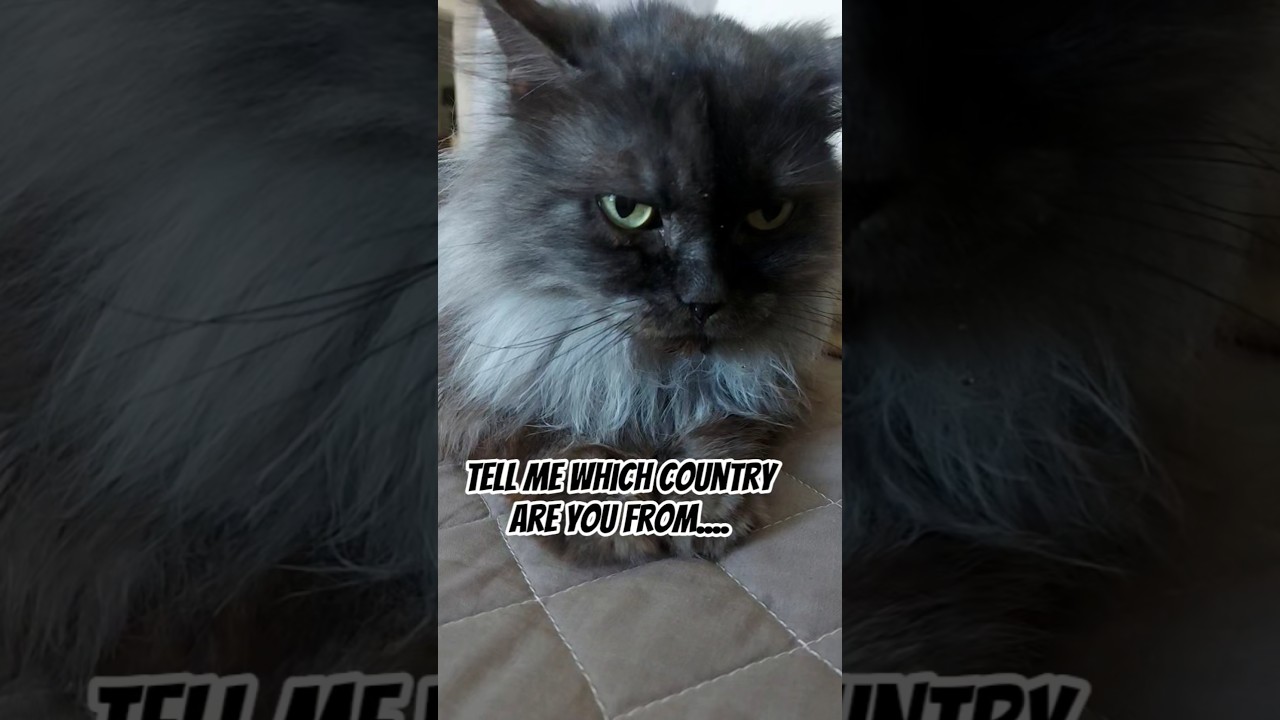 Опишите свою страну двумя словами #кот