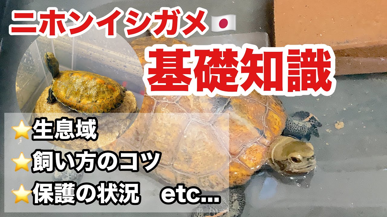 これさえ見れば分かる！ニホンイシガメの飼育、野生下での状況