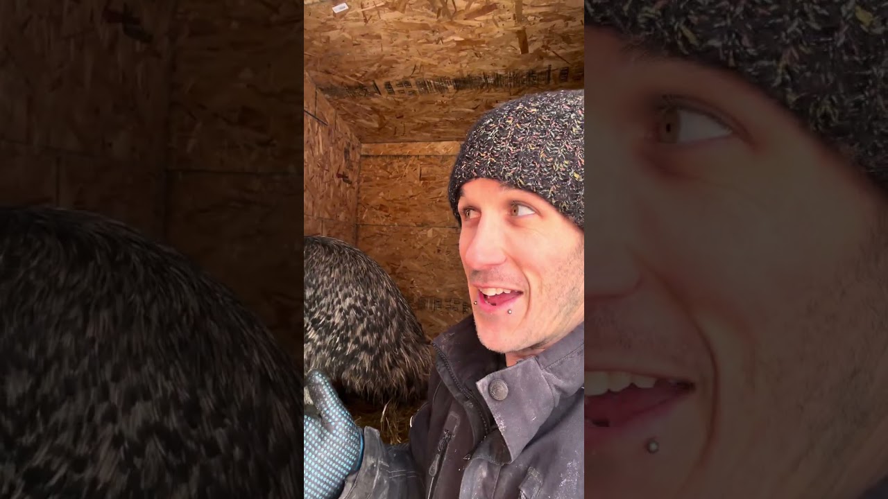 Kalan at The Rylee Ranch: It’s a super cold day on the farm! Let’s feed the animals in -30°C!