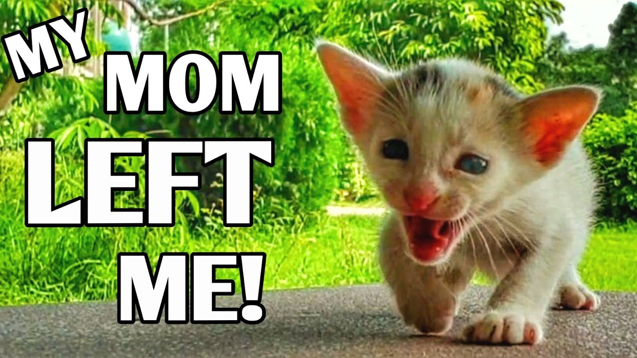 Baby Kitten Who Lost His Mama Finds Love and a Gentle New Family 🐱💖🐾