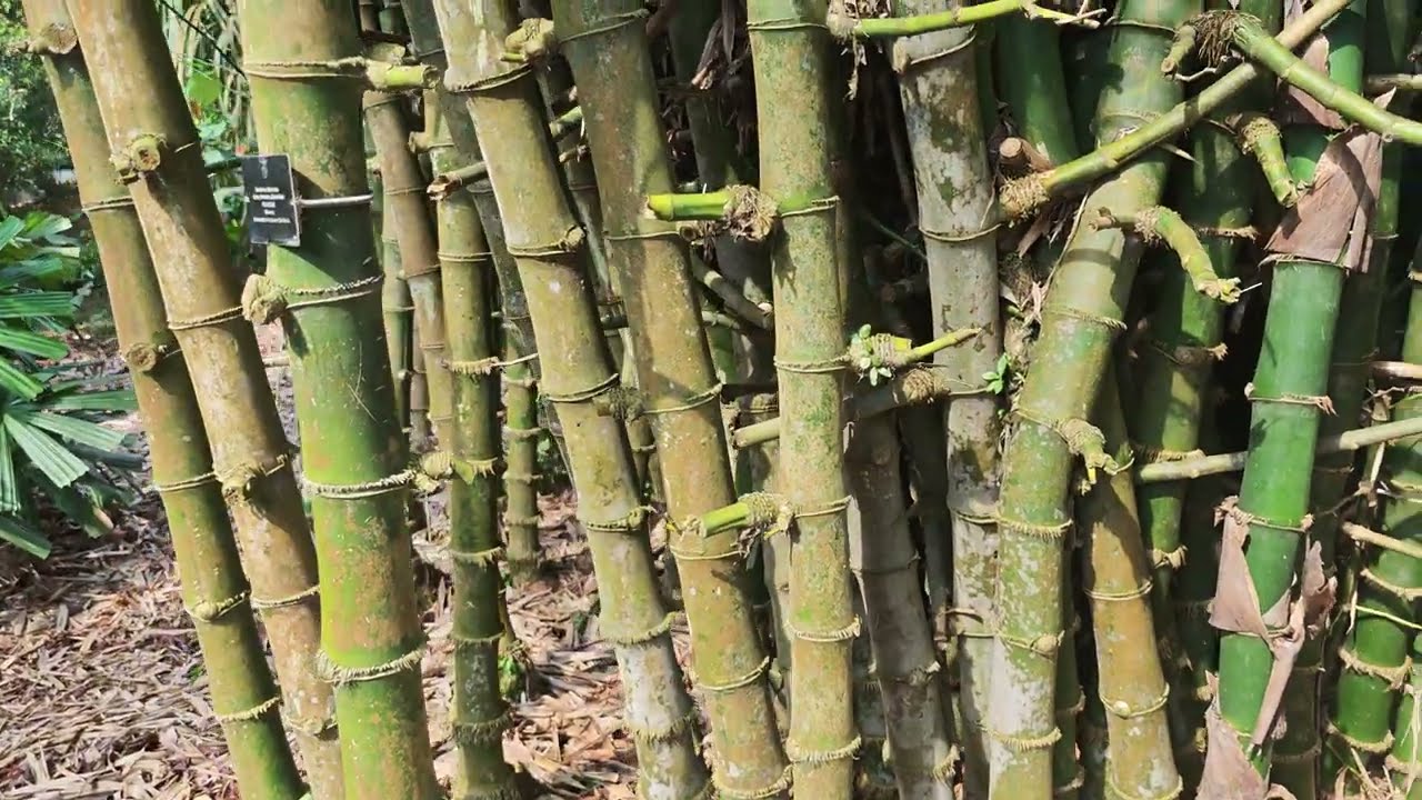 Singapore Botanical Gardens, Spotting Common Sun Skink, Monkey, Squirrel, and Thorny Bamboo