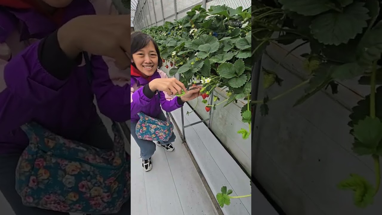 Kebun strawberry di dao yuen