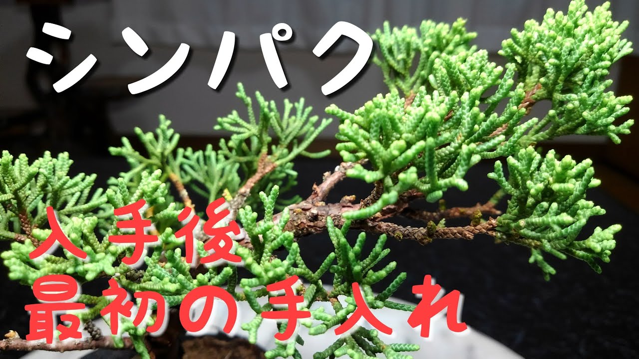 シンパク　入手後最初の手入れ（盆栽・初心者の方向け）