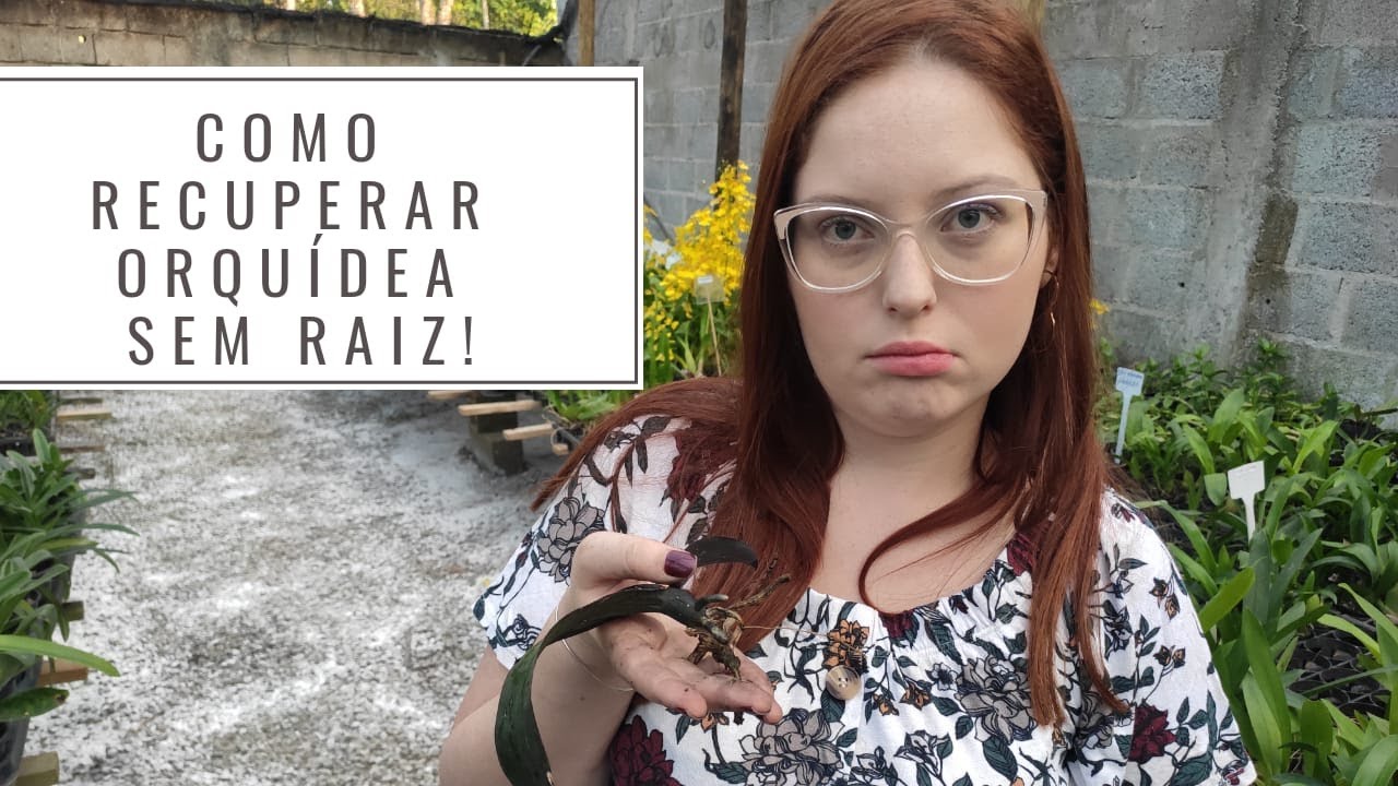 COMO RECUPERAR ORQUÍDEA SEM RAIZ? | VEJA COMO ENRAIZAR SUAS ORQUÍDEAS DE FORMA FÁCIL!