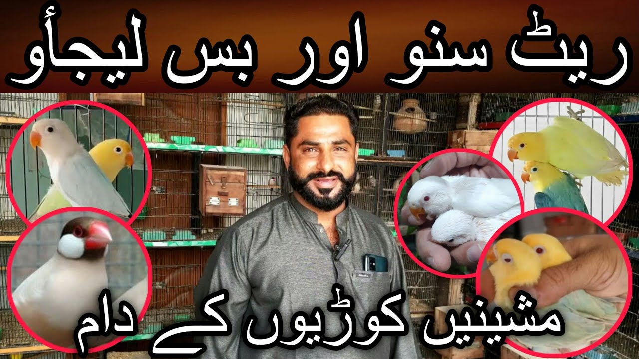 Pora setup loot lo bhai korion ke daam me | Cheap price birds | Pale fallow | Dunfallow | Crimino
