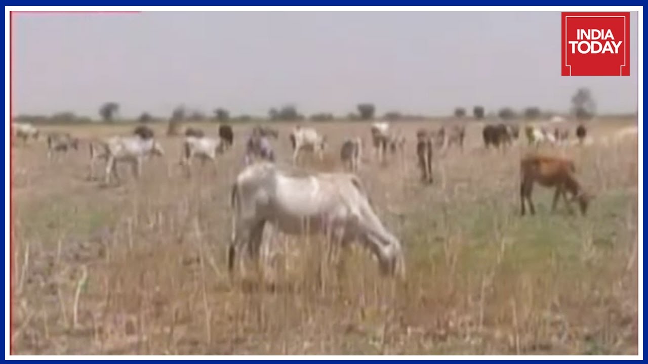 Cows Dying At Drought Hit Bundelkhand While Cow Vigilantes Are On Rampage