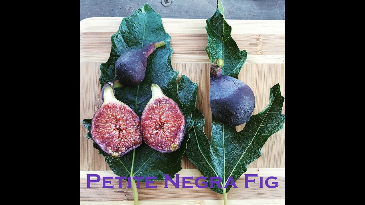 Petite Negra Fig 2016 Tasting the Breba