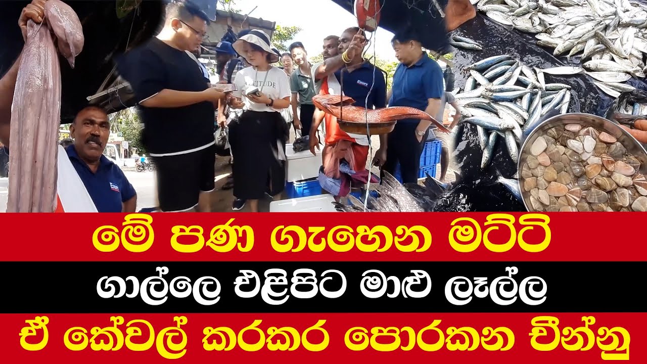 මේ පණ ගැහෙන මට්ටි | ගාල්ලෙ එළිපිට මාළු ලෑල්ල | ඒ කේවල් කරකර පොරකන චීන්නු