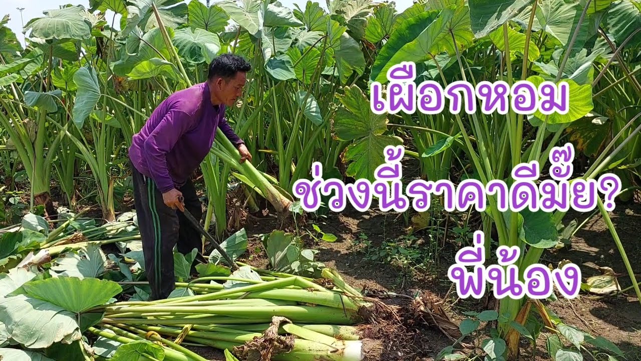 #เผือกหอม หัวใหญ่มาก ถ้าราคาดีแปลงนี้รวย ช่วงนี้เผือกหอมออกเยอะ พี่น้องเป็นอย่างไรกันบ้าง?