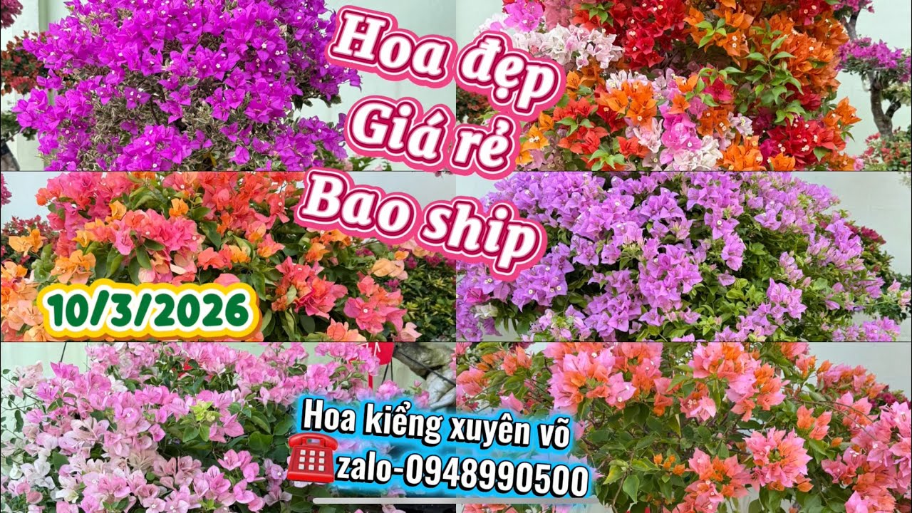 Hoa kiểng xuyên võ ngày 10/3 nhiều hoa đẹp, giá rẻ bao ship toàn quốc 