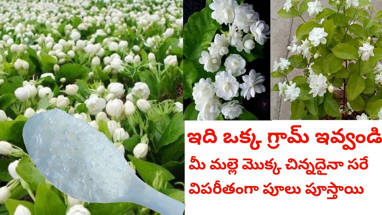 Jasmine plant growing tips |Jasmine plant care| malle Chettu ela penchali| malle pulu #jasmine