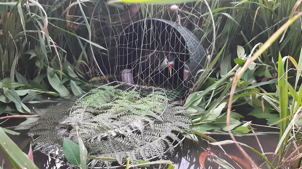 tiếng quốc trống kích mái.