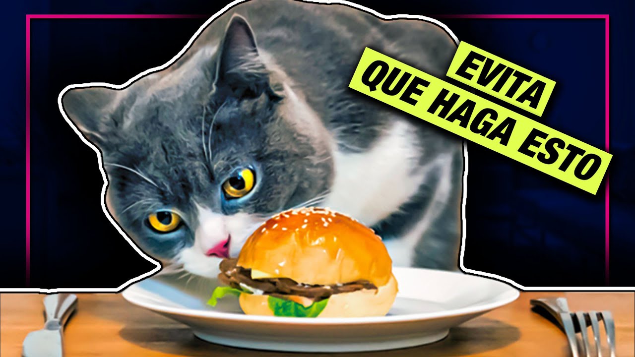 C&Oacute;MO EVITAR QUE MI GATO SUBA A LA MESA 😼 LA GATER&Iacute;A TV