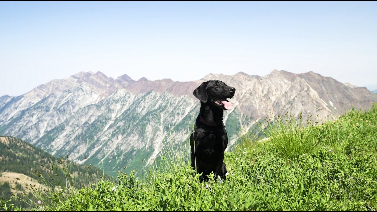 How an Avalanche Rescue Dog Gets Certified | Snowbird