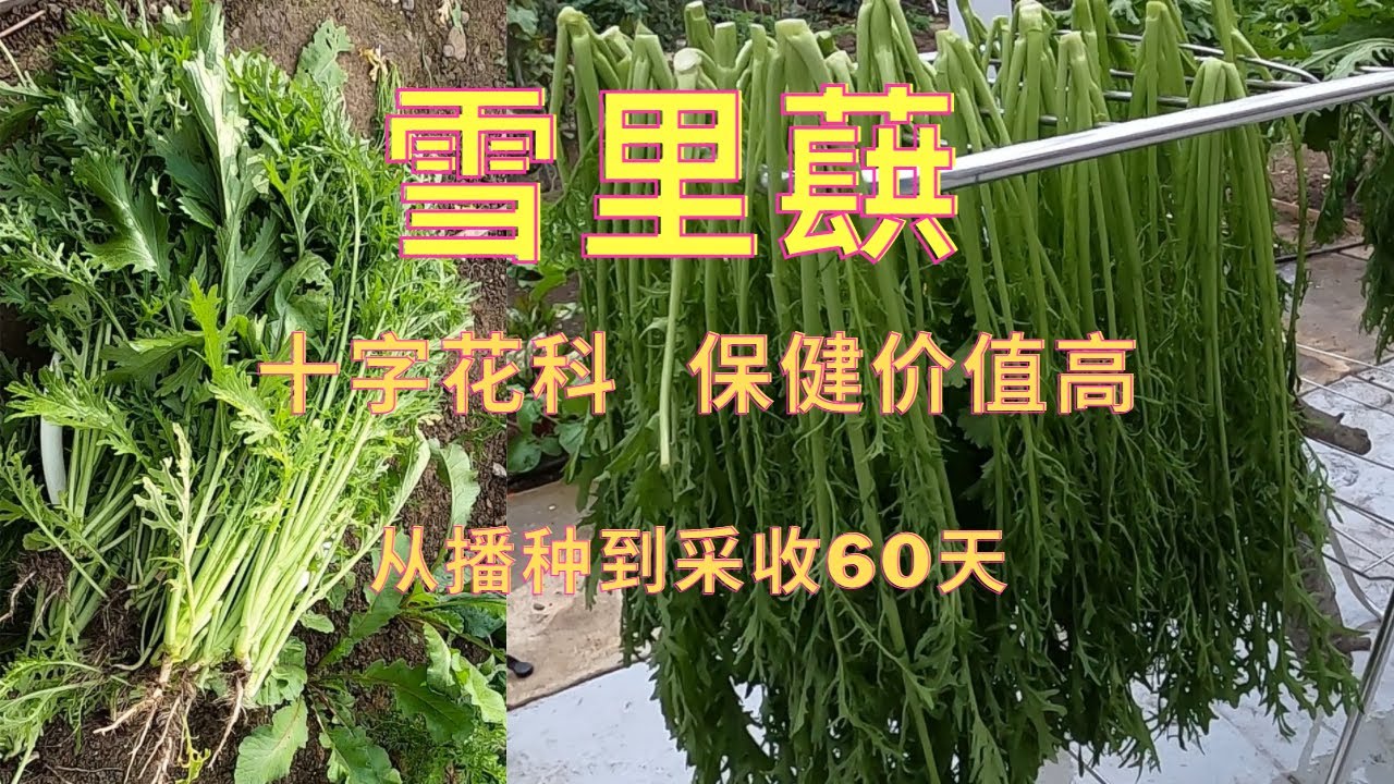 【雪里蕻种植】雪里蕻被忽视的十字花科蔬菜  营养保健价值高 生长快速少病害