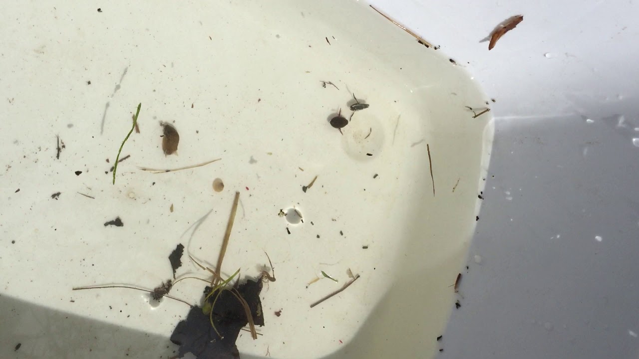 Water Boatmen And Backswimmers