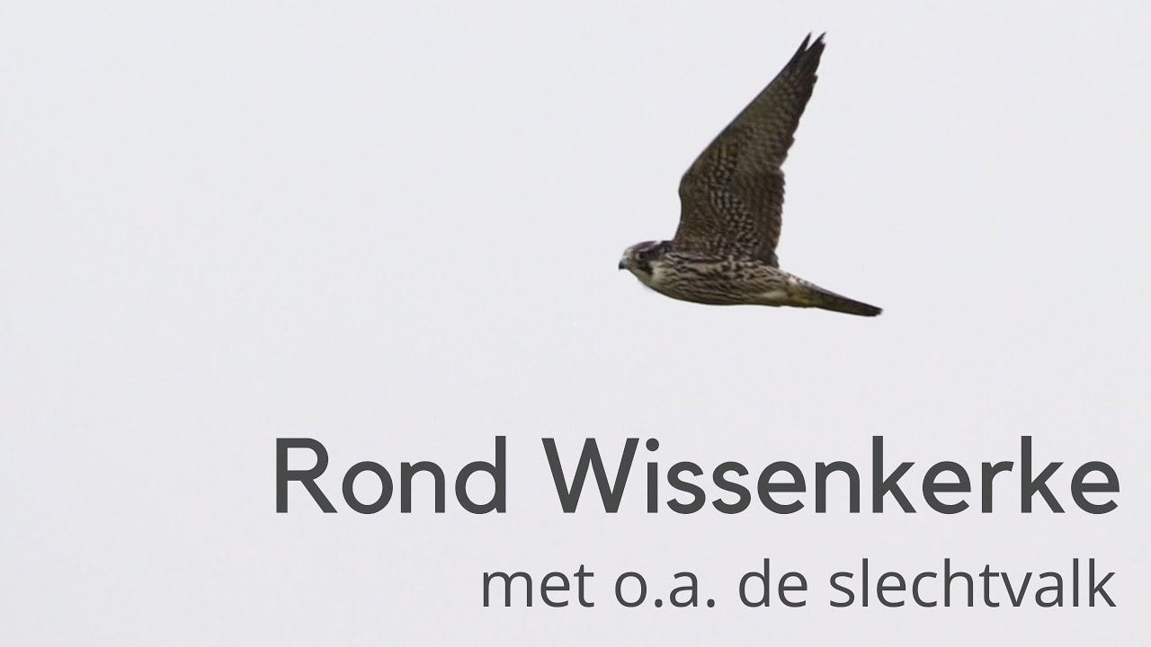 In de omgeving van Wissenkerke met o.a. de slechtvalk #1455