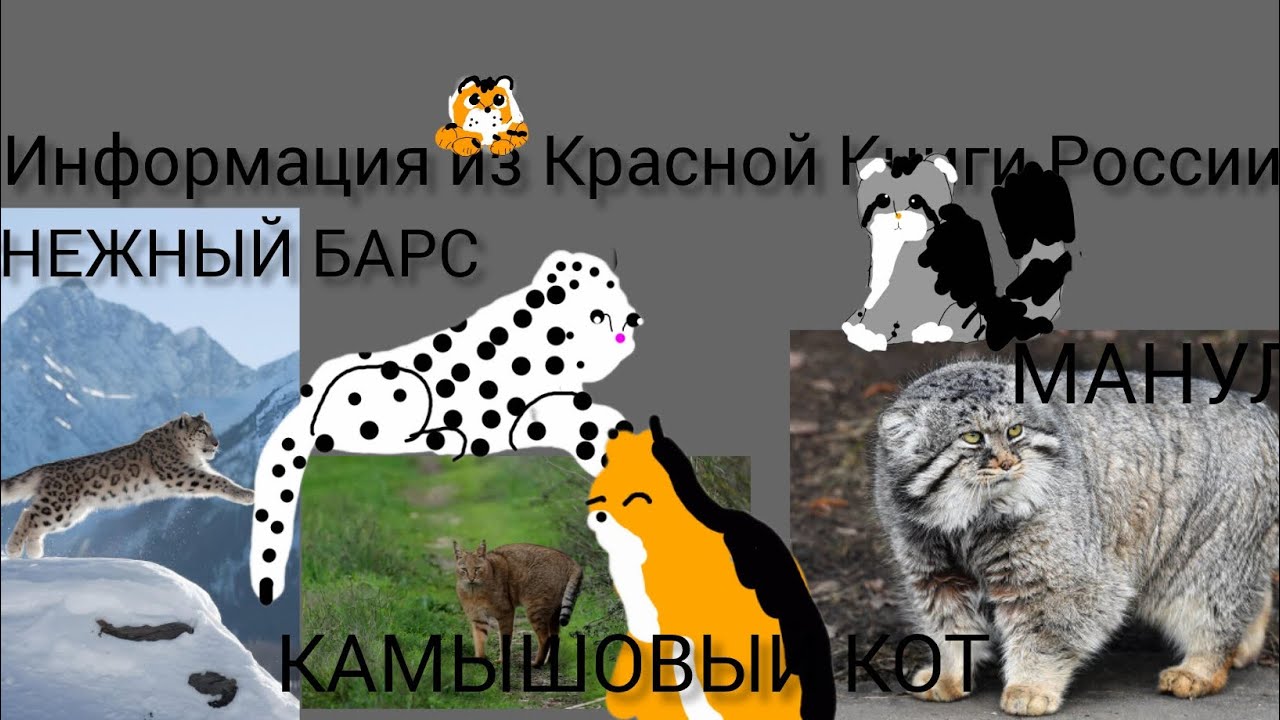 Информация из Красной Книги России: СНЕЖНЫЙ БАРС, КАМЫШОВЫЙ КОТ, МАНУЛ .