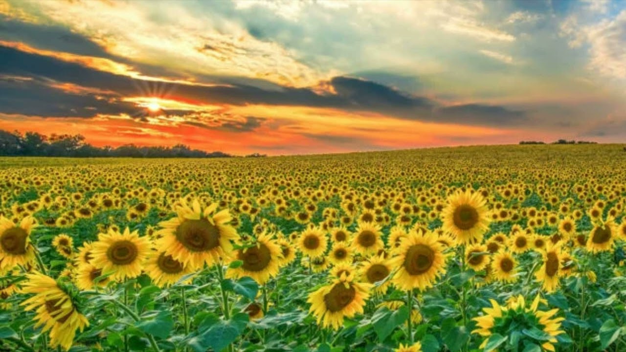 Campo di Girasoli