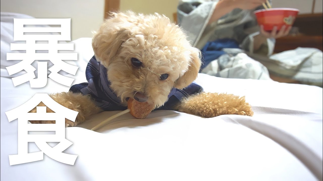 深夜に食欲が止まらないトイプードルと飼い主【新潟旅行#4】
