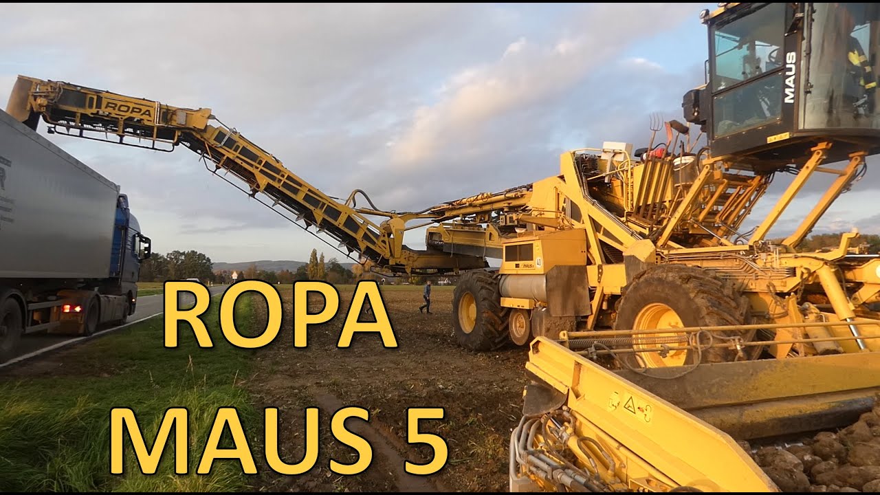 ROPA MAUS 5 Zuckerrüben Überladung bei der Ernte- Sugarbeet harvesting, loading