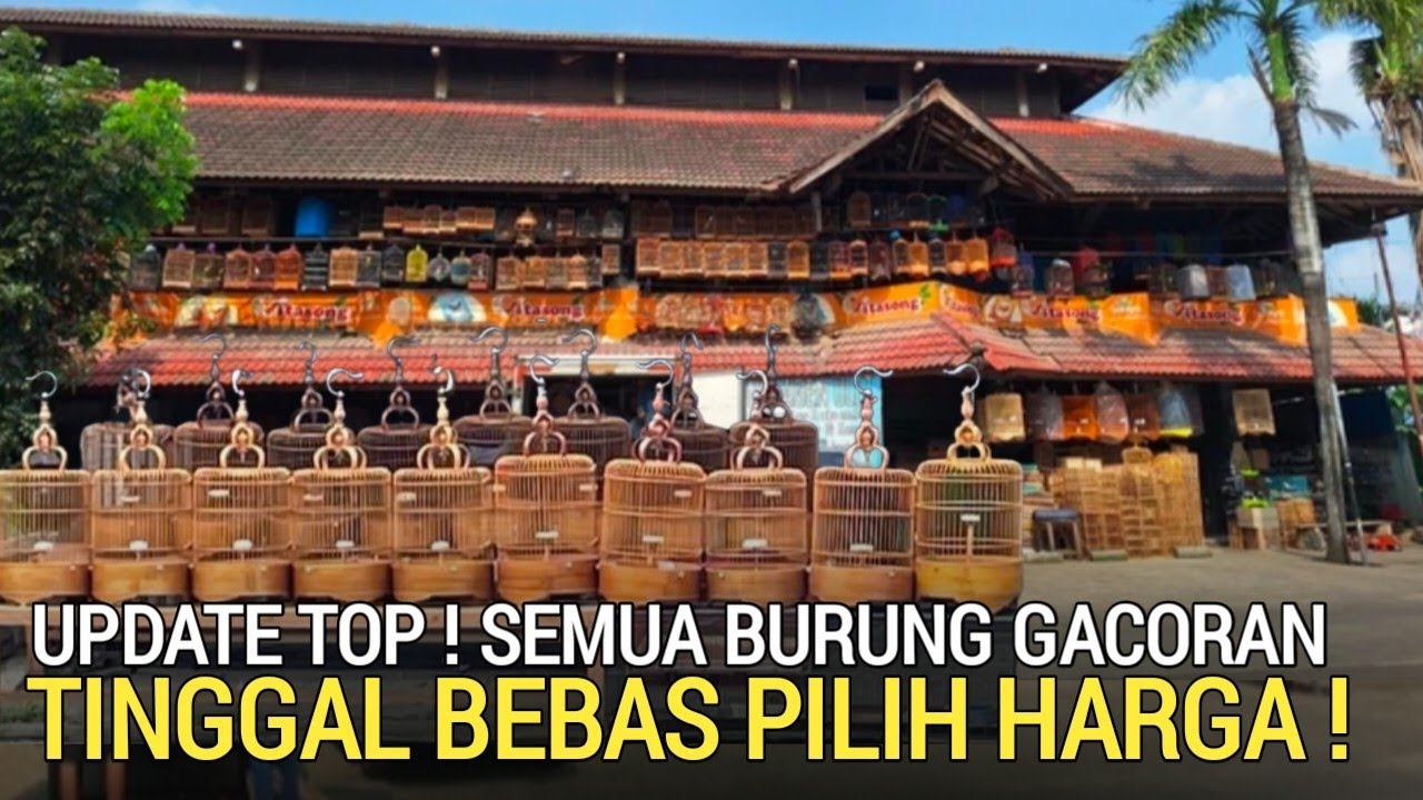 PASAR BURUNG ! UPDATE BRANJANGAN CIBLEK KONIN SIKATAN LONDO GACOR PASAR BURUNG PRAMUKA HARI INI 