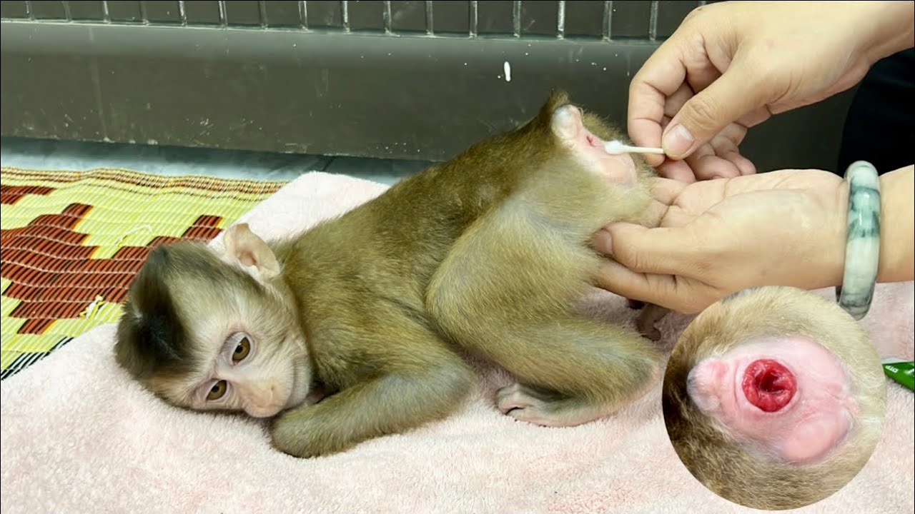 Mom was worried that monkey DiDi had hemorrhoids!